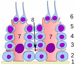 Spermatogonium - Wikipedia