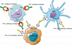 Immune Checkpoint Proteins - Creative BioMart