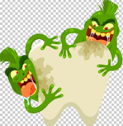 Tooth Germ Theory Of Disease Illustration PNG, Clipart, Baby ...