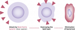 PigProgress - Inhibiting gram-positive bacteria