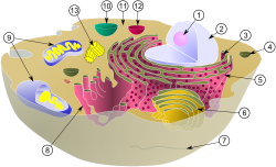 the cell and its function