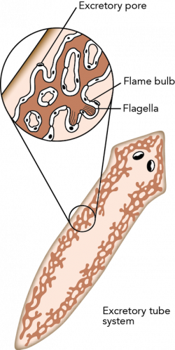 Worms: Phyla Platyhelmintes, Nematoda, and Annelida | manoa.hawaii ...