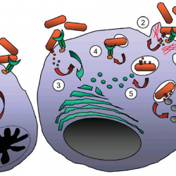 Bacterial defense against phagocytes.Bacterial defense ...