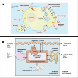 Cellular communication and homeostasis(A) Unicellular organisms can ...