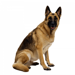 German shepherd dog PNG Image - PurePNG | Free transparent CC0 PNG ...