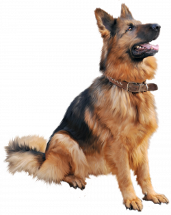 German shepherd dog sitting PNG Image - PurePNG | Free transparent ...