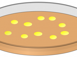 Bacteria Clipart animated - Free Clipart on Dumielauxepices.net