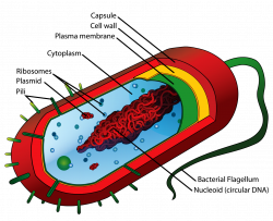 B - Bacteria - Bacoban UAE