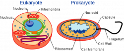 viruses bateria protists