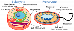 Cell (biology) - Wikipedia