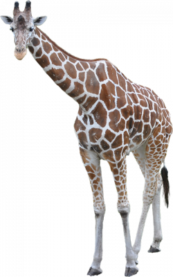 Giraffe Icon PNG | Web Icons PNG