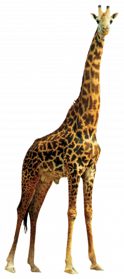 Giraffe PNG Image - PurePNG | Free transparent CC0 PNG Image Library