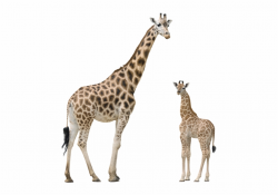 Giraffe Free Png Image Download - Giraffe Calf, Transparent ...
