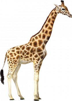 Giraffe Clipart Realistic Free collection | Download and share ...