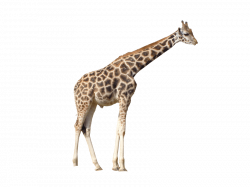 giraffe png - Free PNG Images | TOPpng