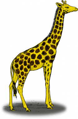 2 Giraffes Clipart - Clip Art Library