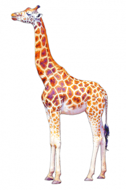 Giraffe HD PNG Transparent Giraffe HD.PNG Images. | PlusPNG