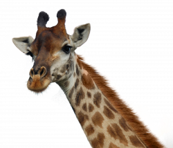 Giraffe PNG Transparent Images | PNG All