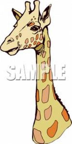Head and Neck of A Giraffe - Royalty Free Clipart Picture