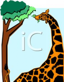 Giraffe Eating Tree Leaves - Royalty Free Clipart Picture