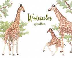 WATERCOLOR CLIPART, giraffe clipart, watercolour clipart set, commercial  use, png files, african clip art, savannah, png, digital, nursery