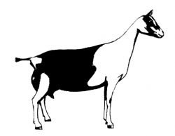 Boer Goat Clipart | Free download best Boer Goat Clipart on ...