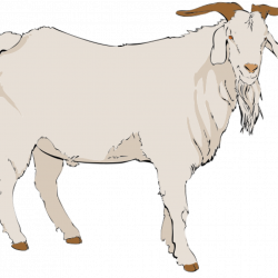 Goat Clipart pencil clipart hatenylo.com