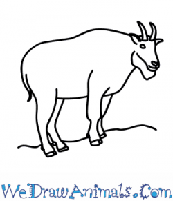 How to Draw a Mountain Goat