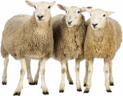 Group of Three Sheeps | Isolated Stock Photo by noBACKS.com