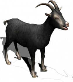 black goat horns milk meat cattle sheep eid muslim...