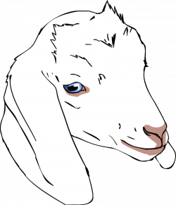 28+ Collection of Nubian Goat Drawing | High quality, free cliparts ...