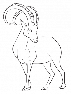 28+ Collection of Ibex Drawing | High quality, free cliparts ...