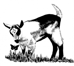 Free Pygmy Goat Cliparts, Download Free Clip Art, Free Clip ...