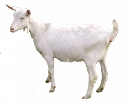 goat png - Free PNG Images | TOPpng