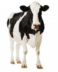 Cow PNG images and Clipart free download