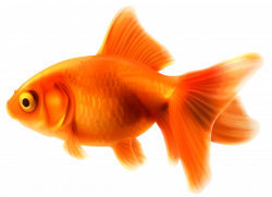 Image - Goldfish PNG Clipart-435.png | Animal Jam Wiki | FANDOM ...