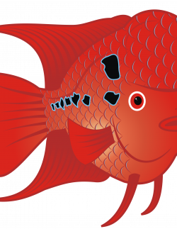 Clipart - Flowerhorn Fish 2
