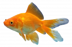 Goldfishes Feeder fish Aquarium - fish png download - 2213 ...