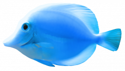 Goldfish Clip art - fish 768*438 transprent Png Free Download - Fish ...