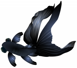 Black Telescope Angelfish - Black Goldfish PNG Transparent Clip Art ...