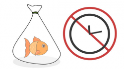 The Best Way to Take Care of Goldfish - wikiHow