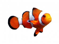 Goldfish Clownfish Aquarium Clown loach - fish png download ...