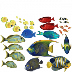 Tropical Fish Wall Stickers - Combo Pack that measures 3 x 3 feet