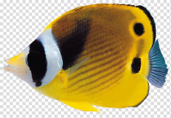 Coral reef fish , goldfish transparent background PNG ...