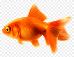 Goldfish Png Clipart - Gold Fish Transparent, Png Download ...