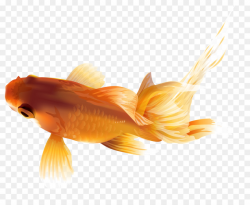 Fish Cartoon clipart - Fish, Orange, transparent clip art