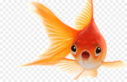Fish Cartoon clipart - Fish, Orange, transparent clip art