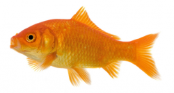 Free Gold Fish, Download Free Clip Art, Free Clip Art on ...