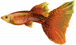 Guppy PNG Free Clip Art Image | Gallery Yopriceville - High-Quality ...