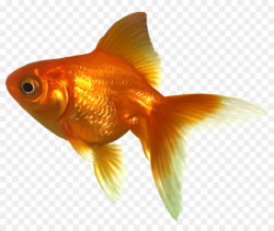 Fish Cartoon clipart - Illustration, Fish, Orange ...